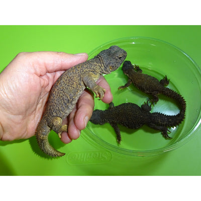 Moroccan Uromastyx