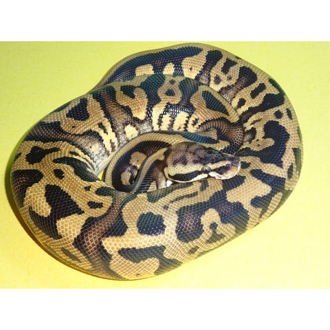 Pastel Leopard Ball Pythons