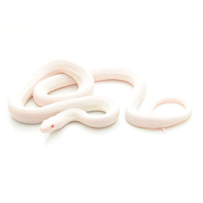 Leucistic Texas Rat Snakes - Pink Eye