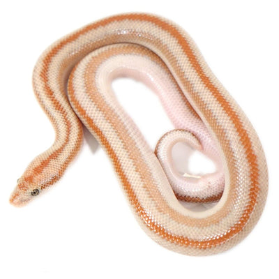 San Matias Rosy Boa