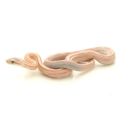Ghost Striped Corn Snakes