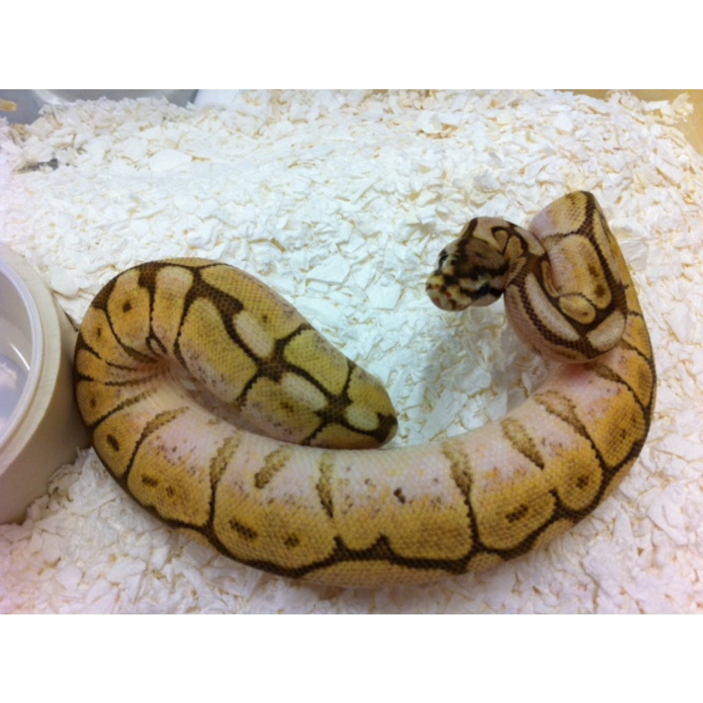 Spiderblast Ball Python Ball Python Morphs Spider