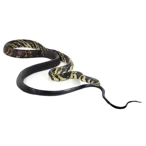 Tiger Rat Snakes